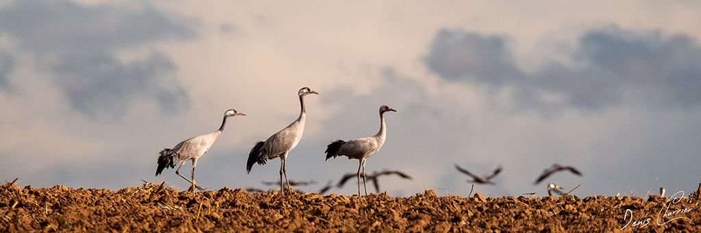 Groupe de grues cendré posées dans un champs labouré